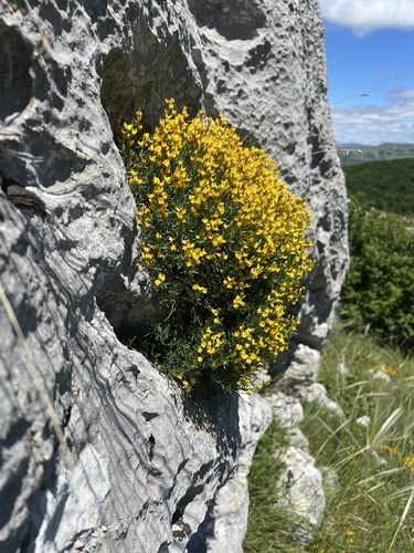 Genista sylvestris, photograph 2