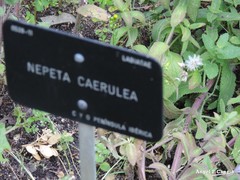 Nepeta caerulea