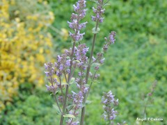 Nepeta caerulea