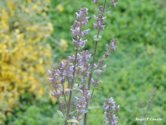 Nepeta caerulea