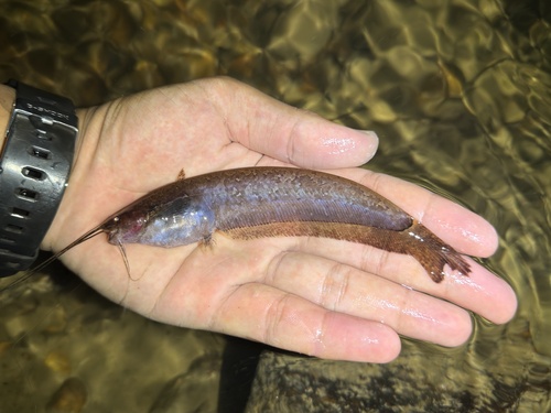 Silurichthys schneideri