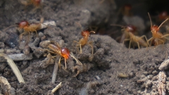 Trinervitermes trinervoides