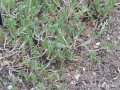 Teucrium pumilum