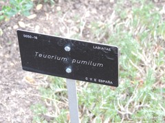 Teucrium pumilum