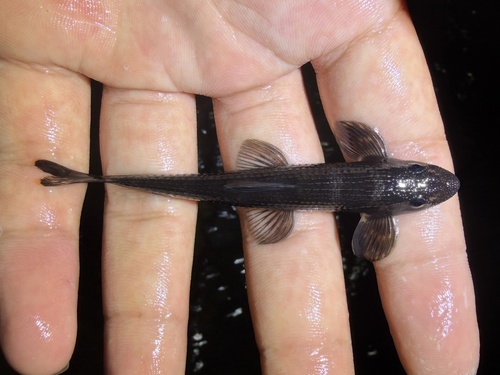 Zollingers stroomloach (Balitoropsis zollingeri) — Balitoridae — 2