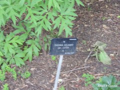 Paeonia delavayi