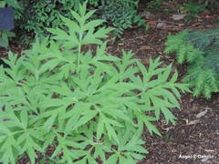Paeonia delavayi