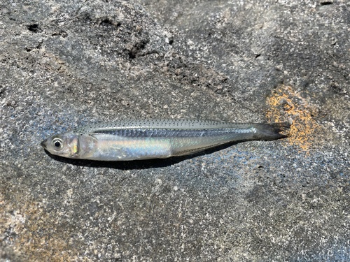 Rough silverside (Membras martinica) — Atherinopsidae — 4