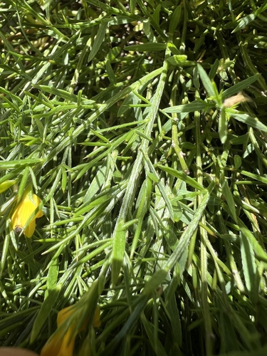 Genista sylvestris, photograph 3