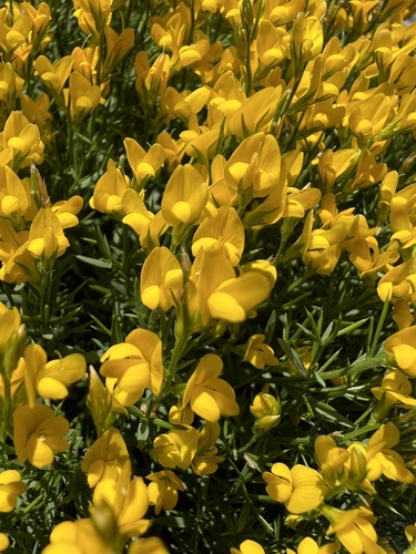 Genista sylvestris, photograph 4