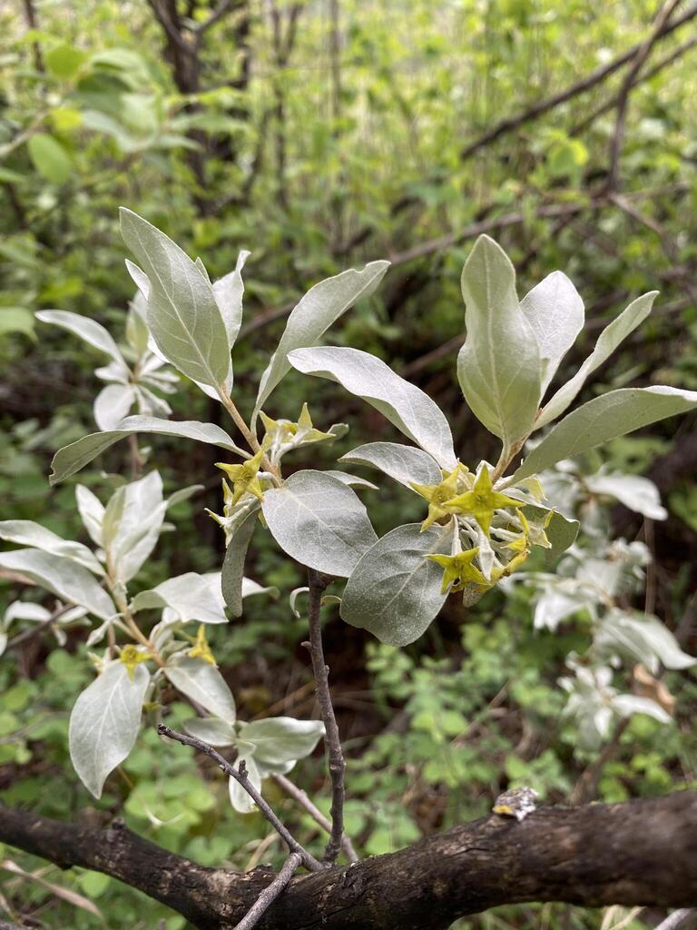 Silverberry