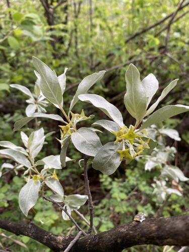 Elaeagnus commutata