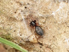 Phaeocedus braccatus