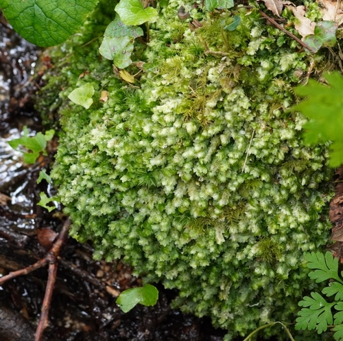 Shining Hookeria