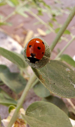 Seven-spotted Lady Beetle