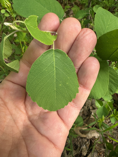 Amelanchier sanguinea, photograph 2