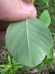 Amelanchier sanguinea, photograph (c) Peter Quakenbush, some rights reserved (CC BY)