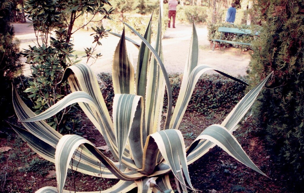 Agave americana, Vale de Canas, jardim, Coimbra, Portugal