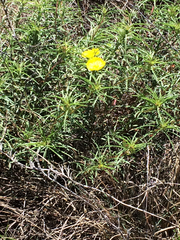 Calylophus