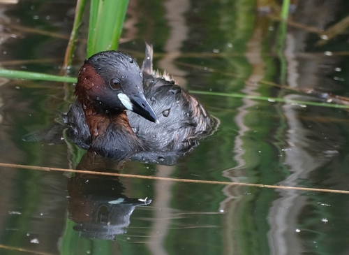 iNaturalist image