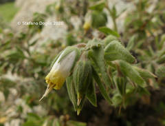 Podonosma orientalis