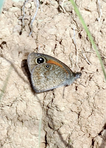 Wichgraf’s Hillside Brown