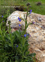 Anchusa strigosa