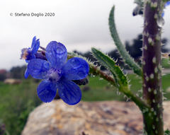 Anchusa strigosa