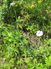 Linum nervosum