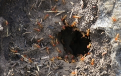 Trinervitermes trinervoides