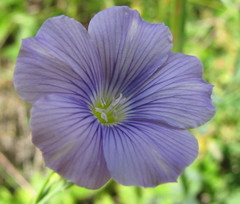Linum nervosum