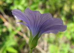 Linum nervosum