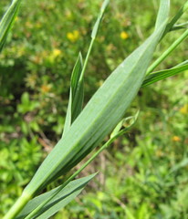 Linum nervosum