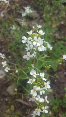 Arabidopsis arenosa