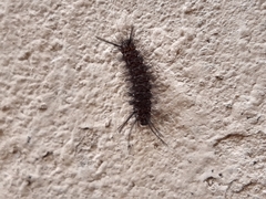 Erebidae