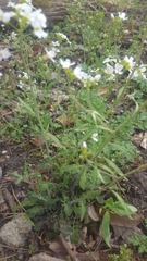 Arabidopsis arenosa