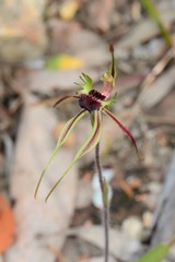Caladenia dilatata