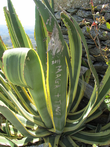 Agave americana