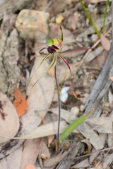 Caladenia dilatata
