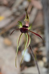 Caladenia dilatata