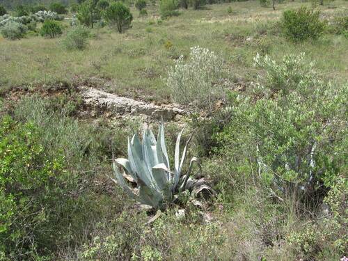 Agave americana iNat (3)