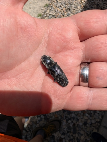 Eastern Eyed Click Beetle