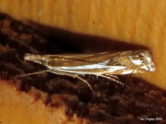Crambus bidens