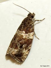 Olethreutes appendiceum