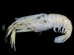 Kangaroo shrimp