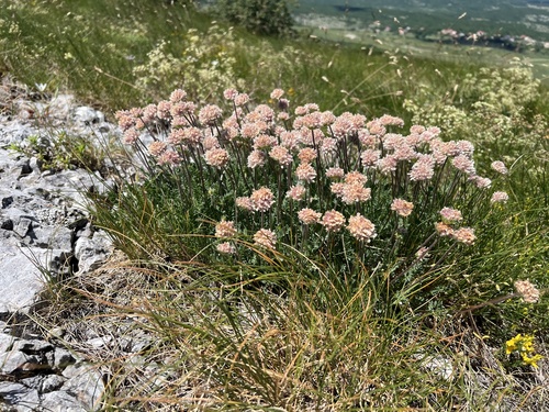 Anthyllis montana (Anthyllis montana)