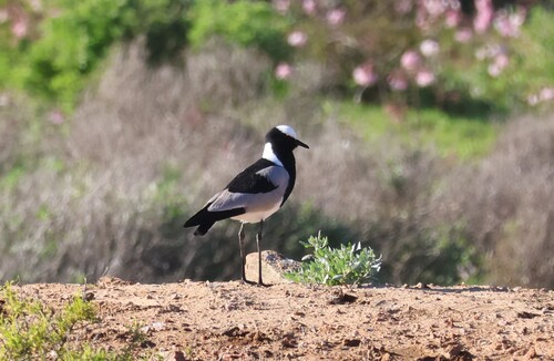 iNaturalist: (c) Corné Rautenbach, some rights reserved (CC BY-NC), uploaded by Corné Rautenbach iNaturalist image