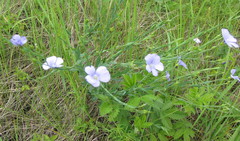 Linum nervosum