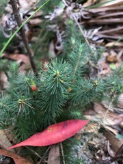 Stenanthera pinifolia