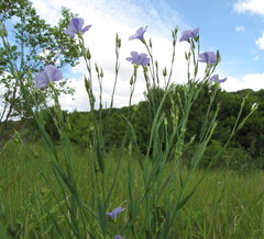 Linum nervosum